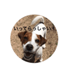 ジャックラッセル犬ピッピ敬語編（個別スタンプ：9）