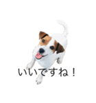 ジャックラッセル犬ピッピ敬語編（個別スタンプ：10）