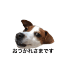 ジャックラッセル犬ピッピ敬語編（個別スタンプ：11）