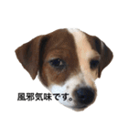 ジャックラッセル犬ピッピ敬語編（個別スタンプ：12）