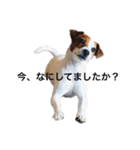ジャックラッセル犬ピッピ敬語編（個別スタンプ：13）
