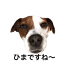 ジャックラッセル犬ピッピ敬語編（個別スタンプ：14）