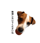 ジャックラッセル犬ピッピ敬語編（個別スタンプ：15）