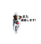 ジャックラッセル犬ピッピ敬語編（個別スタンプ：16）