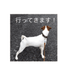 ジャックラッセル犬ピッピ敬語編（個別スタンプ：17）