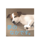 ジャックラッセル犬ピッピ敬語編（個別スタンプ：18）