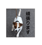 ジャックラッセル犬ピッピ敬語編（個別スタンプ：19）