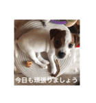 ジャックラッセル犬ピッピ敬語編（個別スタンプ：20）