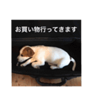ジャックラッセル犬ピッピ敬語編（個別スタンプ：21）