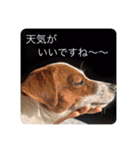 ジャックラッセル犬ピッピ敬語編（個別スタンプ：23）