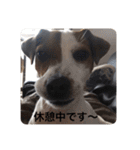ジャックラッセル犬ピッピ敬語編（個別スタンプ：24）