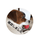 ジャックラッセル犬ピッピ敬語編（個別スタンプ：25）