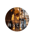 ジャックラッセル犬ピッピ敬語編（個別スタンプ：27）