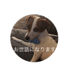 ジャックラッセル犬ピッピ敬語編（個別スタンプ：28）