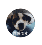 ジャックラッセル犬ピッピ敬語編（個別スタンプ：29）