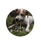 ジャックラッセル犬ピッピ敬語編（個別スタンプ：30）