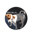 ジャックラッセル犬ピッピ敬語編（個別スタンプ：31）