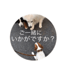 ジャックラッセル犬ピッピ敬語編（個別スタンプ：32）