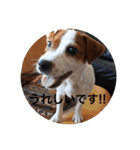 ジャックラッセル犬ピッピ敬語編（個別スタンプ：33）