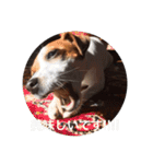 ジャックラッセル犬ピッピ敬語編（個別スタンプ：34）