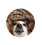 ジャックラッセル犬ピッピ敬語編（個別スタンプ：35）