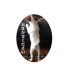 ジャックラッセル犬ピッピ敬語編（個別スタンプ：36）
