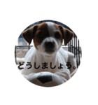 ジャックラッセル犬ピッピ敬語編（個別スタンプ：37）