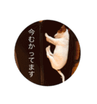 ジャックラッセル犬ピッピ敬語編（個別スタンプ：38）