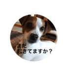 ジャックラッセル犬ピッピ敬語編（個別スタンプ：39）