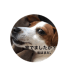 ジャックラッセル犬ピッピ敬語編（個別スタンプ：40）