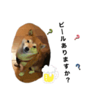 豆柴ジョー（個別スタンプ：1）