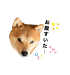 豆柴ジョー（個別スタンプ：5）