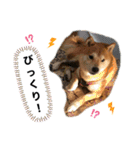 豆柴ジョー（個別スタンプ：14）