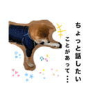 豆柴ジョー（個別スタンプ：15）