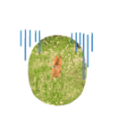 豆柴ジョー（個別スタンプ：20）