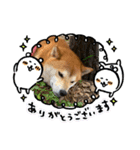 豆柴ジョー（個別スタンプ：23）