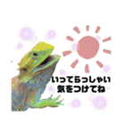 ♥︎Lizard's Tenko♥︎I（個別スタンプ：6）