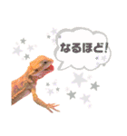 ♥︎Lizard's Tenko♥︎I（個別スタンプ：11）