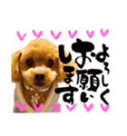 トイプーのモカちゃん❤（個別スタンプ：9）