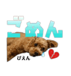 トイプーのモカちゃん❤（個別スタンプ：10）