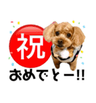 トイプーのモカちゃん❤（個別スタンプ：11）