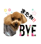 トイプーのモカちゃん❤（個別スタンプ：12）