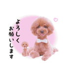 デカプーモモちゃん（個別スタンプ：5）