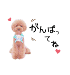 デカプーモモちゃん（個別スタンプ：8）
