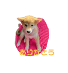 しばいぬ*こまち（個別スタンプ：1）