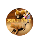 しばいぬ*こまち（個別スタンプ：5）