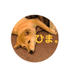 しばいぬ*こまち（個別スタンプ：7）