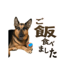 パート003 Happy dog（個別スタンプ：1）