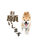 パート003 Happy dog（個別スタンプ：6）