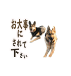 パート003 Happy dog（個別スタンプ：7）